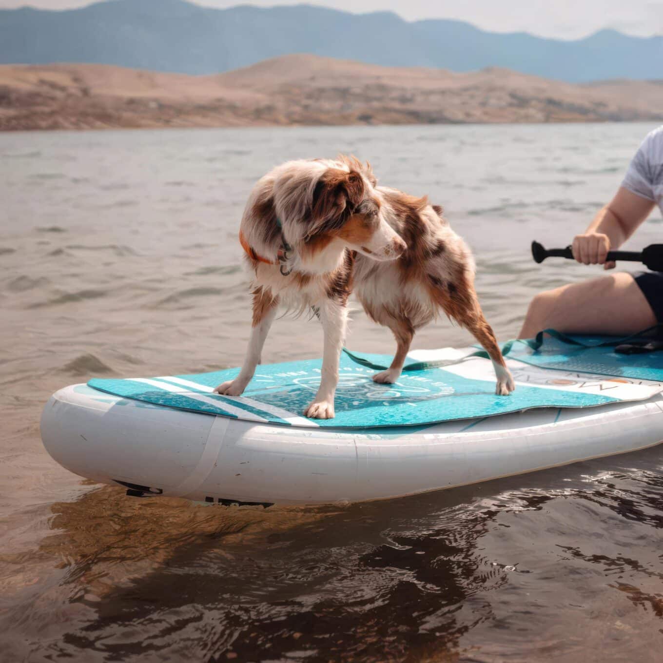 Moai Paddleboard Dogpad