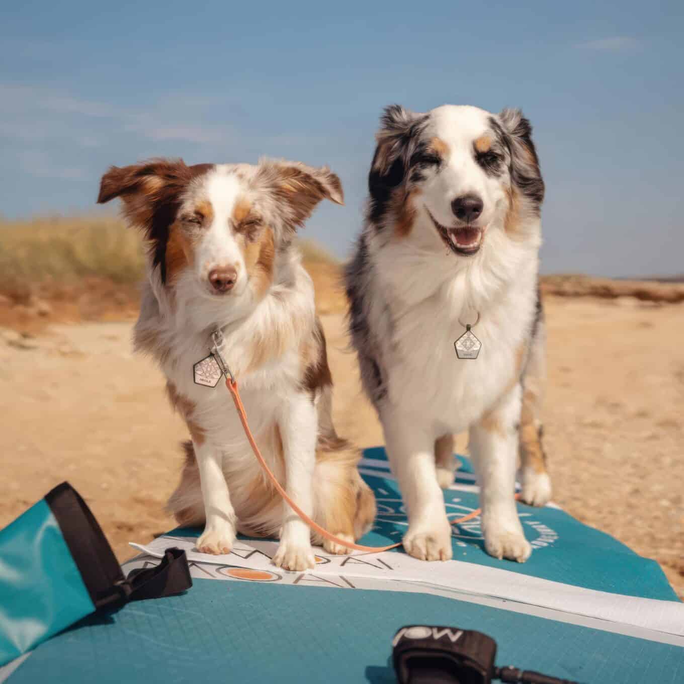 Moai Paddleboard Dogpad